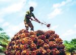 Geht doch! Palmöl zu produzieren, gilt als Umweltsünde. Doch es gibt Ausnahmen. Leo Frühschütz hat sich in Ghana davon überzeugt.