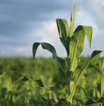 Starke Leistung. Im Mais - Bayer Agrar Deutschland