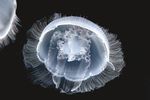 World Atlas of Jellyfish - Naturwissenschaftlicher Verein in ...