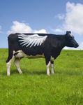 KONTAKTER - 11 Diffuse Aussichten dank Brexit - W&V