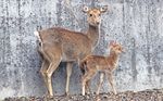 Der Tiefbauvorsteher sagte "Mea culpa" - Lokalinfo AG