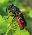 Die Frühlings-Seidenbiene - Eine der Ersten Schriftzug ist retuschiert worden 0,05 schmäler auf Dav - Wildbienen-Kataster