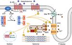 Der Einfluss der regulatorischen PKA-U L-Typ Kalziumkan&auml;le linksventrikul&auml;rer Kardiomyozyten im gesunden und hypertrophen Herz - Opus4