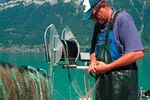 Brienzersee: Ein &Ouml;kosystem unter der Lupe - Resultate des Forschungsprojekts zum R&uuml;ckgang des Planktons und der Felchenertr&auml;ge - WSL