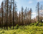 E-Mobilität im Zukunftspaket - Förderungen für Kauf & Ladelösung Waldwissen