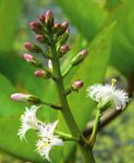 Jahres-programm 2019 - Botanischer garten Wuppertal 25 Jahre Verein der Freunde und F&ouml;rderer des Botanischen gartens Wuppertal e.V.