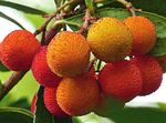 Jahres-programm 2019 - Botanischer garten Wuppertal 25 Jahre Verein der Freunde und F&ouml;rderer des Botanischen gartens Wuppertal e.V.