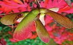 Jahres-programm 2019 - Botanischer garten Wuppertal 25 Jahre Verein der Freunde und F&ouml;rderer des Botanischen gartens Wuppertal e.V.
