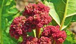 Jahres-programm 2019 - Botanischer garten Wuppertal 25 Jahre Verein der Freunde und F&ouml;rderer des Botanischen gartens Wuppertal e.V.