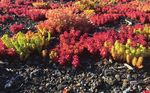 KESSELSAND IM GARTEN- UND LANDSCHAFTSBAU