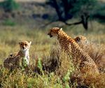 Tansania - Tierwunder der Serengeti - 10-tägige Soft Adventure-Tour inkl. Flug mit Ethiopian ab/bis Frankfurt/M. Verlängerung Sansibar zusätzlich ...