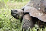 Ecuador mit Galápagos - Auf Darwins und Humboldts Spuren Reisetermin 16.7 1.8.2019