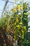 Priorit&auml;re Schaderreger und wichtige Unionsquarant&auml;nesch&auml;dlinge &Uuml;berwachung in Gartenbaubetrieben