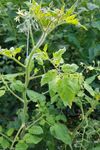 Priorit&auml;re Schaderreger und wichtige Unionsquarant&auml;nesch&auml;dlinge &Uuml;berwachung in Gartenbaubetrieben