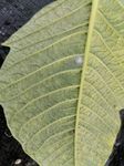 Priorit&auml;re Schaderreger und wichtige Unionsquarant&auml;nesch&auml;dlinge &Uuml;berwachung in Gartenbaubetrieben