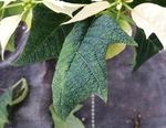 Priorit&auml;re Schaderreger und wichtige Unionsquarant&auml;nesch&auml;dlinge &Uuml;berwachung in Gartenbaubetrieben