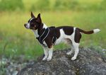 HALSBAND ODER BRUSTGESCHIRR? - Schweizer Hunde ...