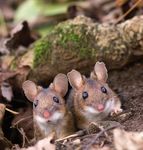 KLEINS&Auml;UGER in meinem Garten - Land Ober&ouml;sterreich