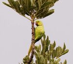 Im unbekannten Uganda - Birdingtours