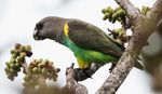 Im unbekannten Uganda - Birdingtours
