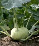 KOHLossal Kohlrabi! - Deutsches Obst und Gemüse