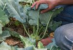 KOHLossal Kohlrabi! - Deutsches Obst und Gemüse