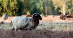 Sonderreisen im wunderschönen Deutschland - hock-reisen.de