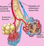 Ernährung beim COVID-19 Patienten auf der ICU - Karl-Heinz Smolle Medizinische Universität Graz
