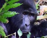 Uganda Auf den Spuren der letzten Berggorillas Exklusive Uganda-Rundreise 24. August - 05. September 2022 - ir-tours.de