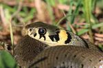 Der Spitzberg Hotspot der Biodiversität - Hochschule Rottenburg