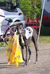 Greyhound-Ausstellungs-Rangliste 2011 - Liebe Greyhound-Freunde, DWZRV