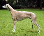 Greyhound-Ausstellungs-Rangliste 2011 - Liebe Greyhound-Freunde, DWZRV