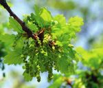 Wald. Deine Natur. Die Eichen | Quercus robur / Quercus petraea - Schutzgemeinschaft Deutscher Wald