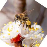 Pollen sind Leben - Landkreis Pfaffenhofen