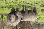 "GORILLAS IM NEBEL . im schönsten Land Zentral-Afrikas - WIGWAM Tours