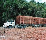 Die Eukalyptus-Plantagenwirt-schaft in Brasilien