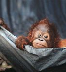 Orang-uTan-Magazin - Wenn Tiere MenschlichkeiT brauchen - BOS Schweiz
