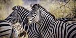 URLAUB IN NAMBIA The perfect safari experience - JAGEN REITEN WILDLIFETRAINING - Kambaku