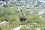 Steinwild im Lechquellengebiet: Bisherige Vermutungen und Wirklichkeit