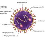 Palivizumab Infektiologie Update 2018 26. Jahrestagung der PEG 5. Oktober 2018 - PEG-Symposien