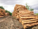 Hitzeschäden und Brandgefahren - HOLZ STRUPP