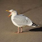 NORDSEE ZUSATZ-TERMIN - NACHFRAGE - Stiftungsfamilie