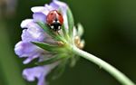 Lehrgang "Blühbotschafterinnen und Blühbotschafter für die Insektenvielfalt" - Main Kinzig Blüht Netz