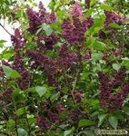 Mein Pflanzen-Buch 2020 - Smagy