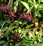 Mein Pflanzen-Buch 2020 - Smagy