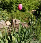 Mein Pflanzen-Buch 2020 - Smagy