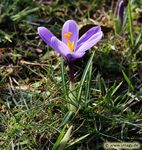 Mein Pflanzen-Buch 2020 - Smagy