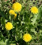 Mein Pflanzen-Buch 2020 - Smagy