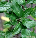 Mein Pflanzen-Buch 2020 - Smagy