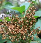 Mein Pflanzen-Buch 2020 - Smagy